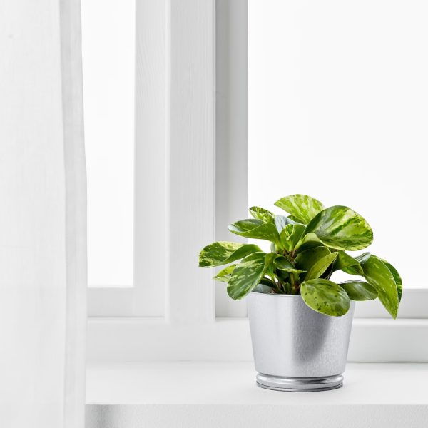 BINTJE Pote Galvanizado - Imagen 3