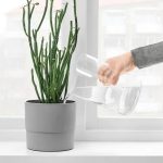 CHILIFRUKT Florero/Regadera de Vidrio - Imagen 2