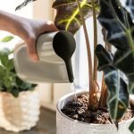 CHILIFRUKT Florero/Regadera Verde Claro - Imagen 3