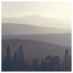 SNOSTORP Cuadro De Bosque